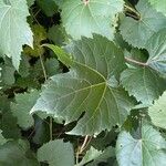 Vitis riparia Folha