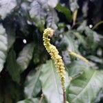 Coccoloba acuminata Virág