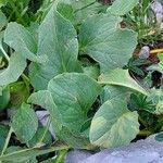 Doronicum columnae Hoja