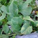 Doronicum columnae Blad