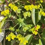 Euphorbia biumbellata Kvet