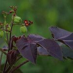 Jatropha gossypiifolia Diğer