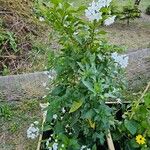 Solanum bonariense Blomst