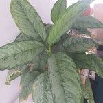 Aglaonema commutatumLeaf