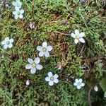 Arenaria balearica Flor