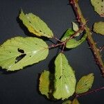 Rubus questieri Blad