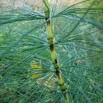 Equisetum telmateia Лист