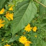 Helianthus divaricatus Blad