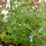 Nepeta clarkei