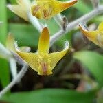 Dendrolirium lasiopetalum Flower