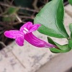 Lycium chinense Flower