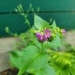 Mirabilis nyctagineaFlower