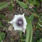 Calochortus tolmiei Flower