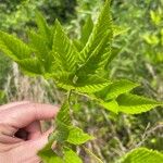 Rubus pensilvanicus برگ