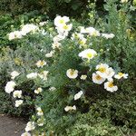 Romneya coulteri Hábitos