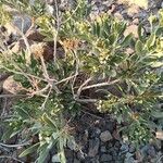 Rhazya stricta Habit