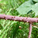 Rubus luticola Outro