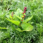 Chenopodium capitatum Habit