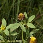 Trifolium spadiceum Arall