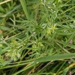 Geranium dissectum 葉