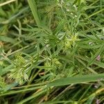 Geranium dissectum Leaf