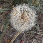 Crepis foetida Fruitua