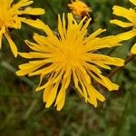 Crepis biennisBlüte