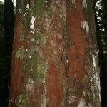Chrysophyllum pomiferum Corteza