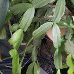 Schlumbergera bridgesii Fulla