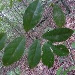 Rinorea amapensis List