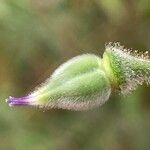 Delphinium staphisagria Frucht