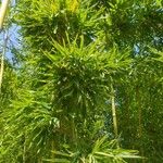 Bambusa vulgaris Leht