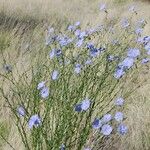 Linum lewisii Hábito