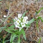 Lobularia maritimaFloare