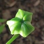 Lilium henryi Fruit