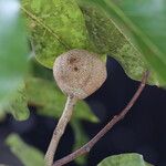 Khaya anthotheca Frukto