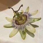 Passiflora caerulea 花