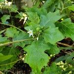 Solanum torvum Кветка