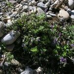 Nepeta ciliaris Habitus