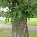 Quercus shumardii Bark