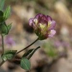 Trifolium grandiflorum Floare