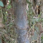 Afrocarpus falcatus Schors