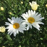 Leucanthemum x superbum Други