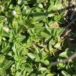 Veronica repens Leaf