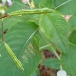 Impatiens balfourii Fruit