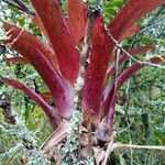 Tillandsia fendleri Feuille