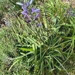 Camassia leichtlinii Levél