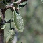 Ceanothus cuneatus Frunză