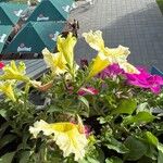 Petunia x atkinsiana പുഷ്പം