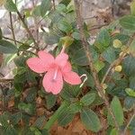 Barleria repens Flor